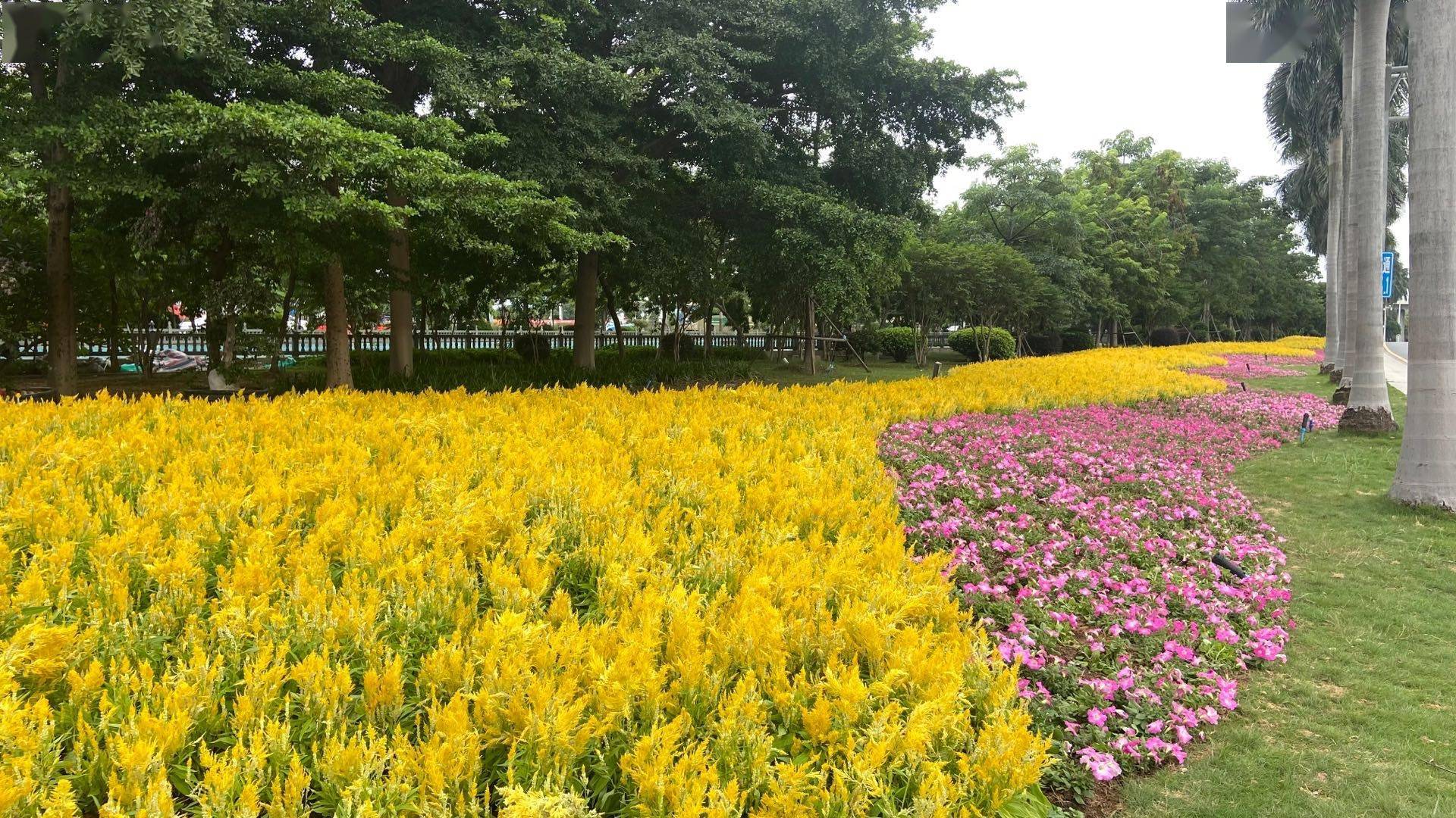 如在花带中穿行,机场高速越来越靓!这些"美事儿"也不能错过_绿化