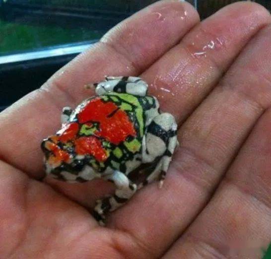 马达加斯加岛有一种色彩艳丽的青蛙,被称为彩虹蛙,红犁足蛙却很少被