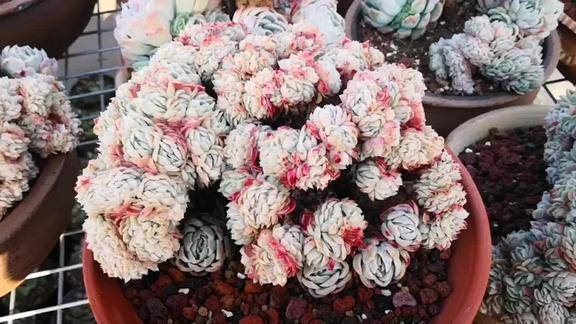 云之南多肉园:造型独一无二的双子贝瑞缀化,美吗?