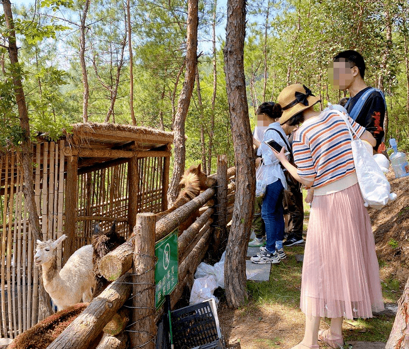 最吸引游客们的还有迷你动物园,羊驼是整座趣园的明星,引来无数游人
