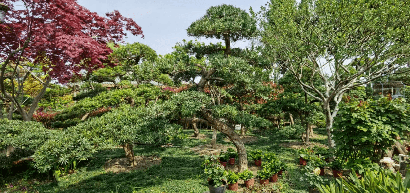 如皋国际园艺城名称:古韵丨树种:柏树树龄:60多年丨地点:如皋绿园名称