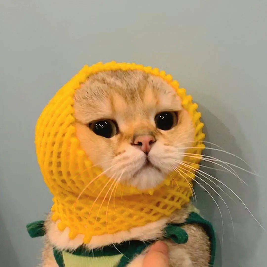 今日精选宠物头像