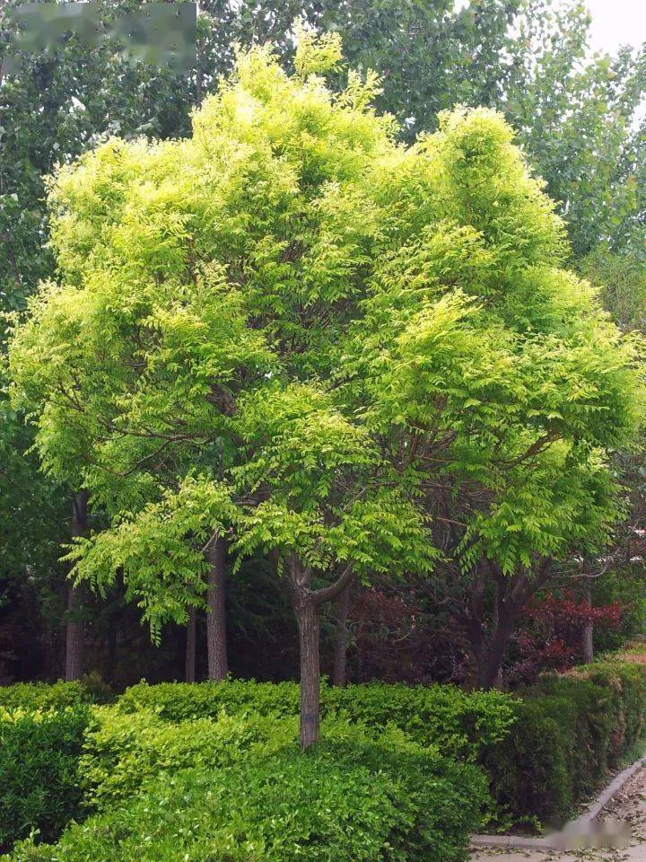 观赏价值:国槐是庭院常用的特色树种,其枝叶茂密,绿荫如盖,适作庭荫树