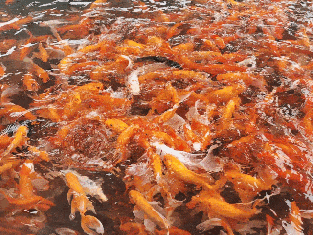 640_480gif 动态图 动图