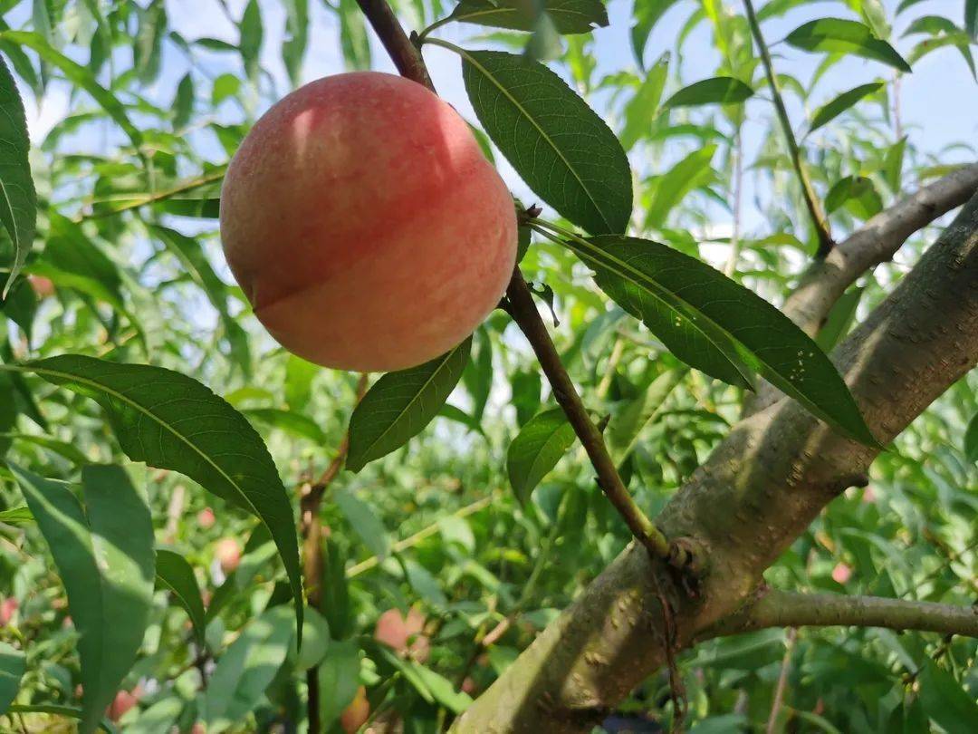 十月正当鲜的金秋红蜜桃上市啦!脆软皆可吃,顺丰包邮26.