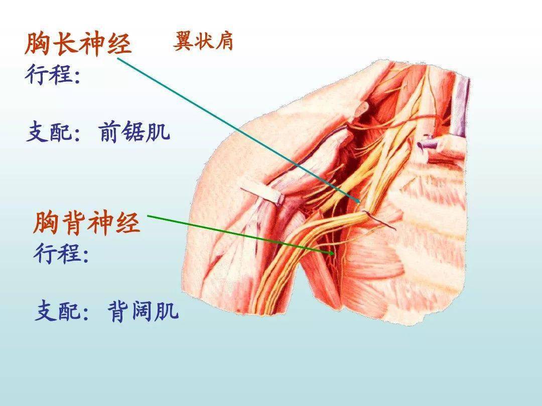 周围神经系统——脊神经