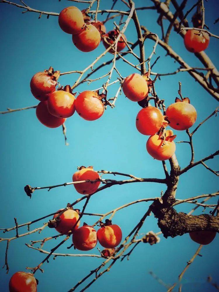 喜鹊登枝,喜"柿"连连_柿子