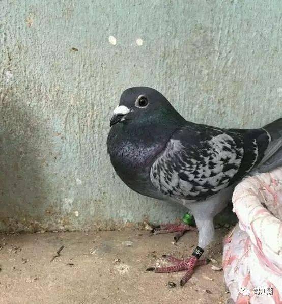 请君欣赏,张兴全老师的跃龙鸟 !