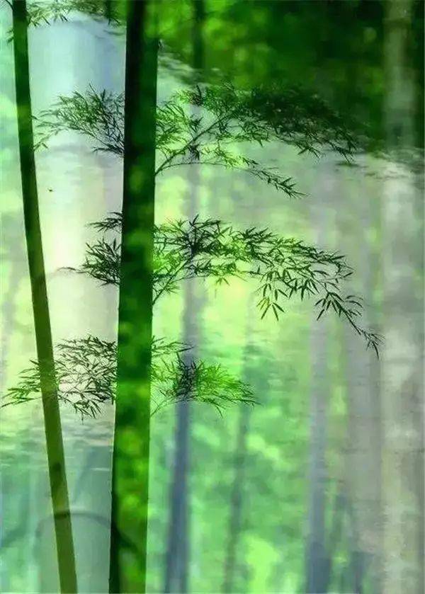 竹韵,禅意生_竹林