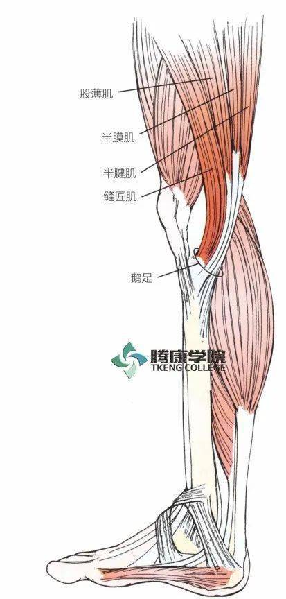 内侧筋膜室包括构成鹅足肌群的缝匠肌,股薄肌及半腱肌的肌腱;半膜肌