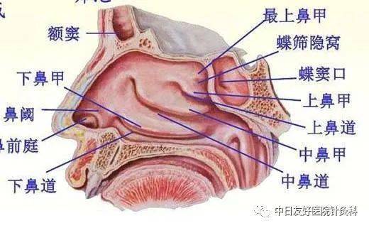 針刀結合蝶顎神經節刺激術治療各型鼻炎療效顯著