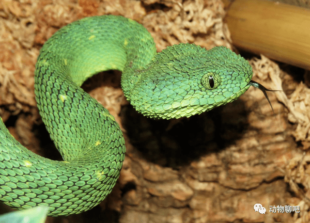 如果毒蛇不小心咬到自己,会被自己的毒液毒死吗?_手机搜狐网