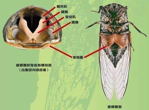 【亲子科学小实验】如何在冬天欣赏夏日蝉叫