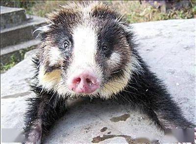 《博物》| 自家的鸡被咬死,玉米也所剩无几,凶手竟是它!_猪獾