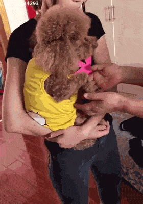 妈妈只是叫了狗狗一声它立马撒娇求抱抱家人比小孩还精