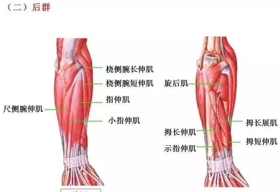 小臂肌肉分解图图片