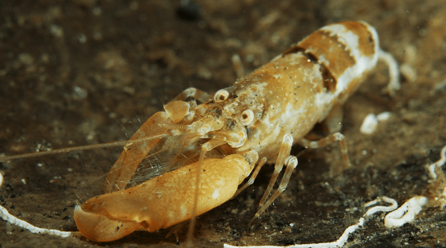 快速闭合,能够利用空隙挤出一道时速高达100公里左右的水流作为"子弹"