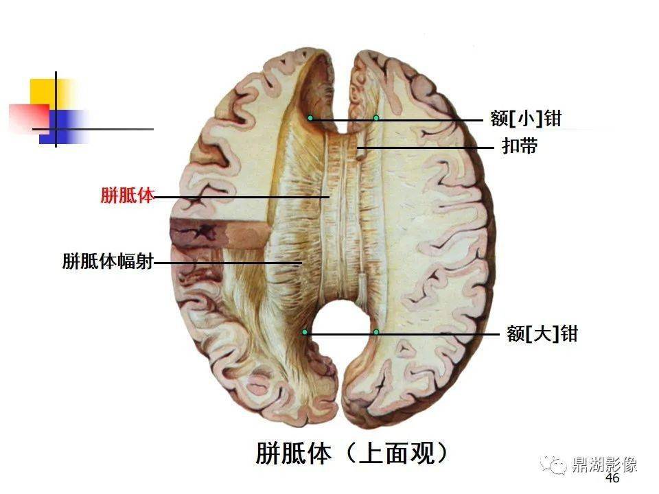 值得收藏高清大脑解剖图谱