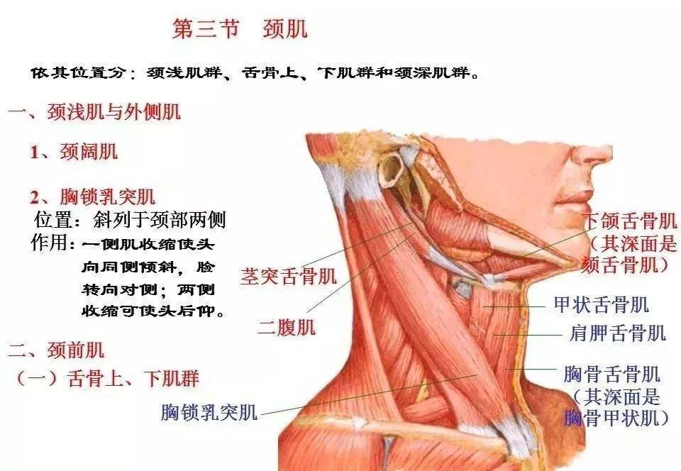 肌肉解剖高清图谱