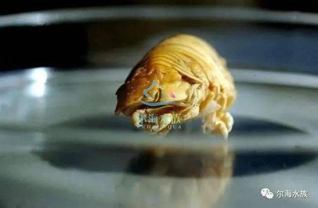 胆小慎入鱼类寄生虫之食舌虫