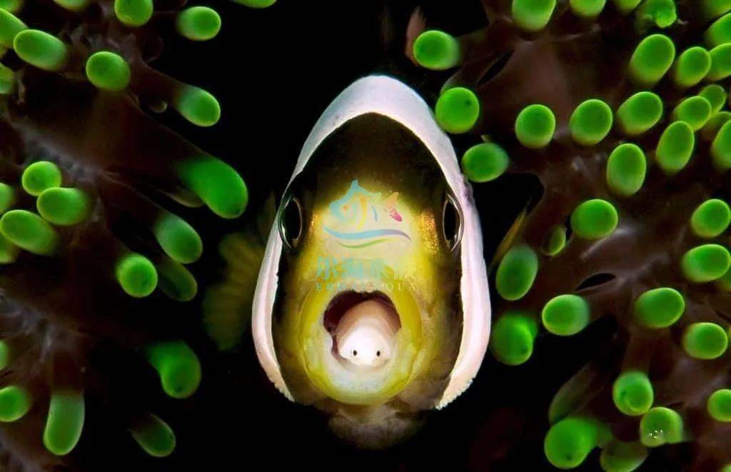 胆小慎入鱼类寄生虫之食舌虫