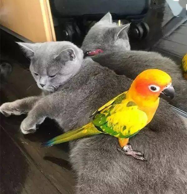 死对头也能成朋友蓝猫和鹦鹉整天腻歪在一起不是睡觉就是撸毛