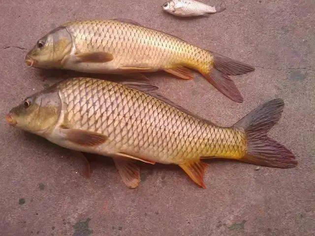 老玉米这样处理,上手简单费时短,一粒玉米一条鱼_钓饵