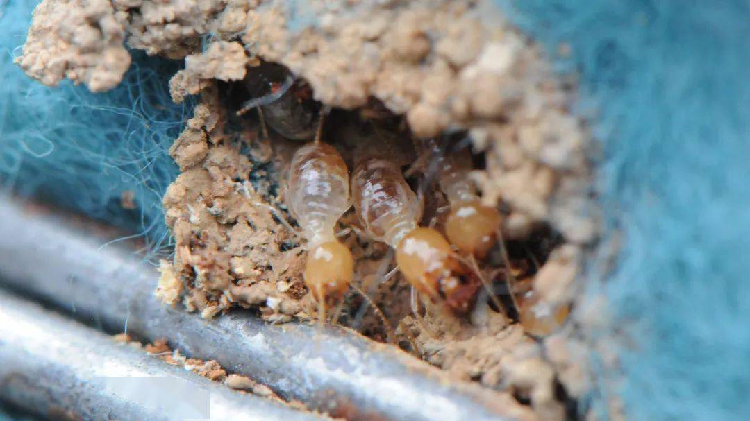 小心了!连云港地区首次发现黑翅土白蚁