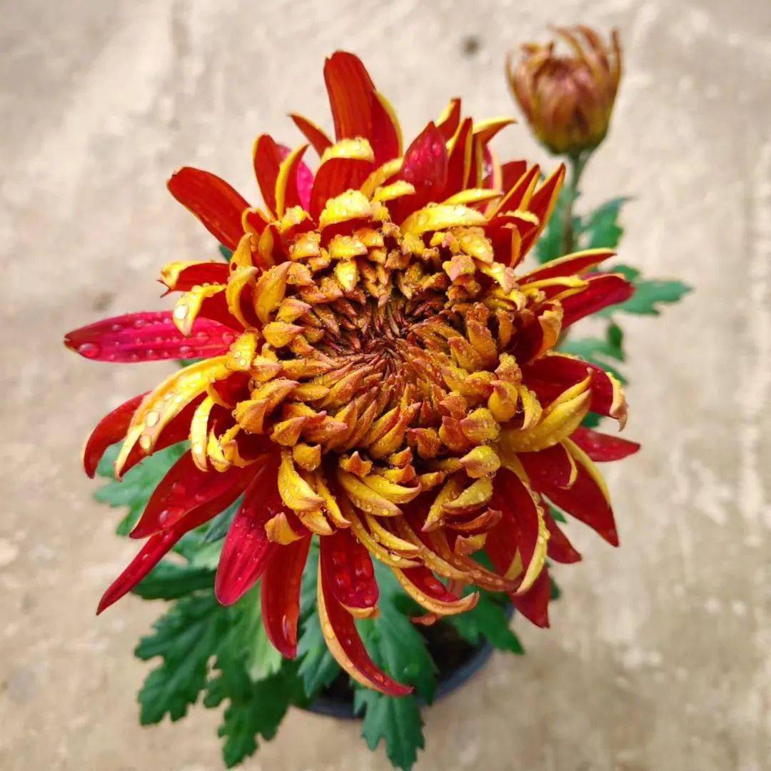 漫步菊海,网红打卡作为古莱坞影视城第一届金秋菊花艺术展,上万盆五彩