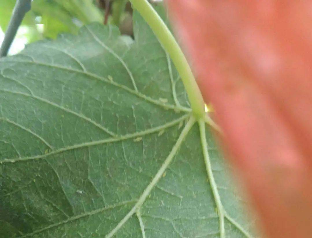 葡萄叶蝉全年最猛的一波进攻防不住树势垮