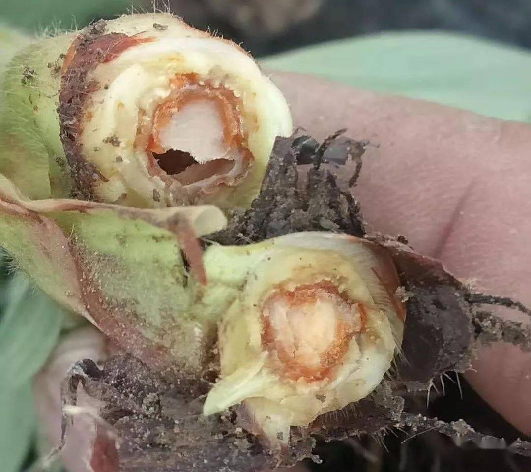 深度剖析草莓空心病