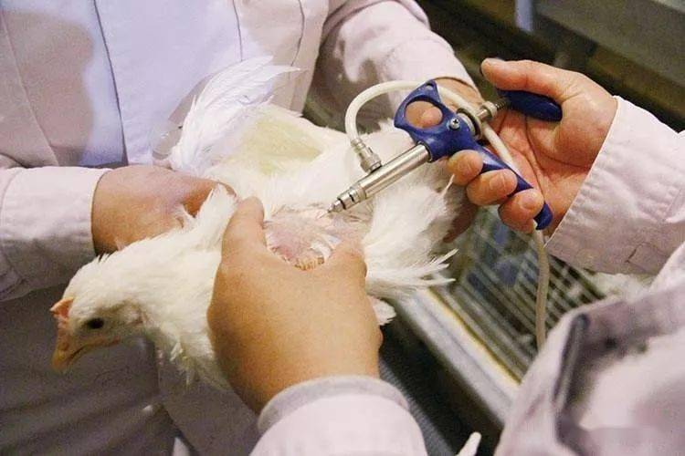 养殖管理丨入秋蛋鸡上高峰慢产蛋下降别着急5招教你保卫产量