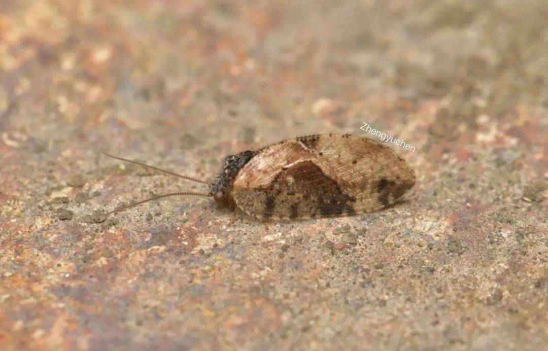 【虫谱大观】褐蛉