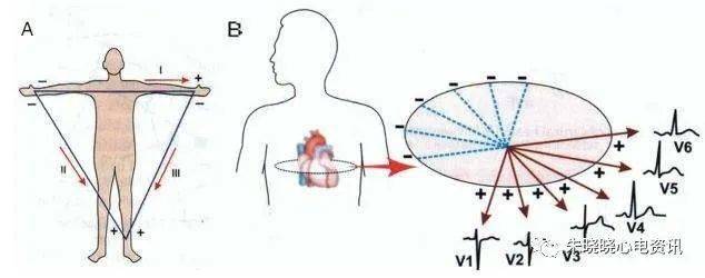 v5位於左腋前線與v4同一水平處,v6位於左腋中線與v4同一水平處;肢體