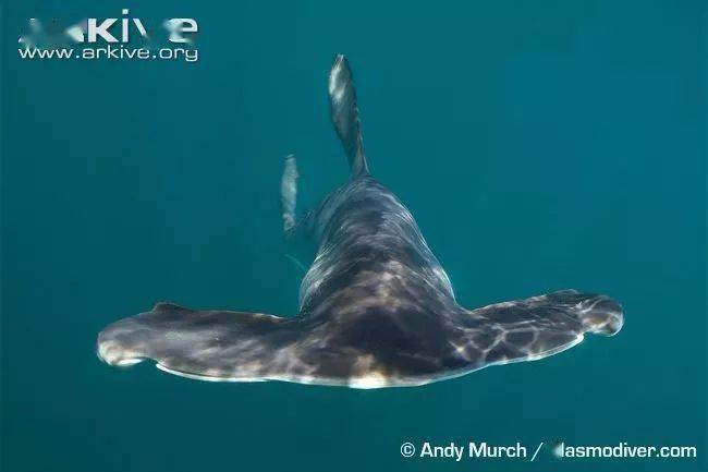 脑袋突出还是胎生,"锤头鲨"宝宝不会难产么?