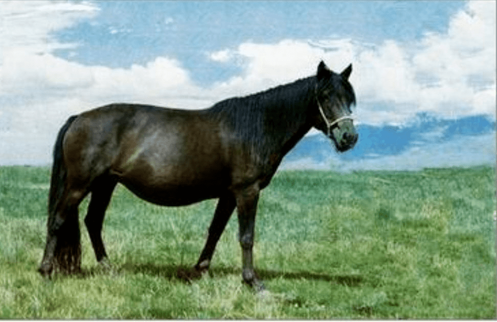 1979年福建省晋江县马匹普查,将当地及周边所产马称为"闽南沿海马",后