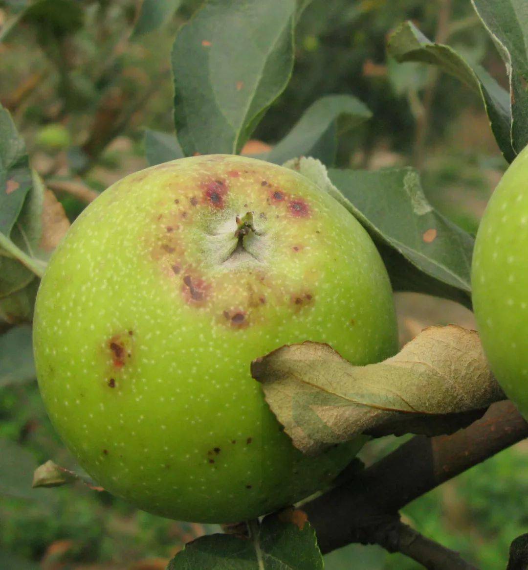 果园讲堂果树发生药害可以这样补救