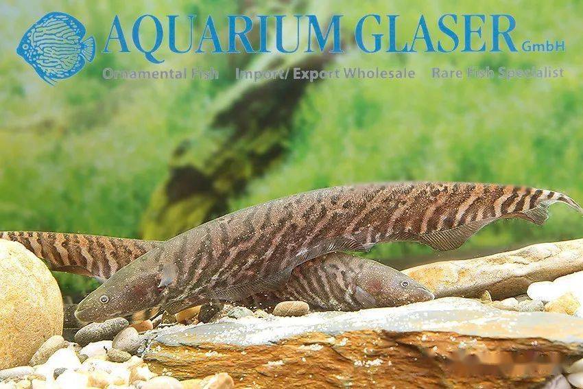 每天认识一种南美鱼