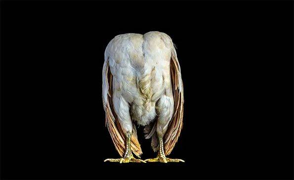 因为胸大,东南亚老男人愿意为它在黑市花200美金_马来鸡