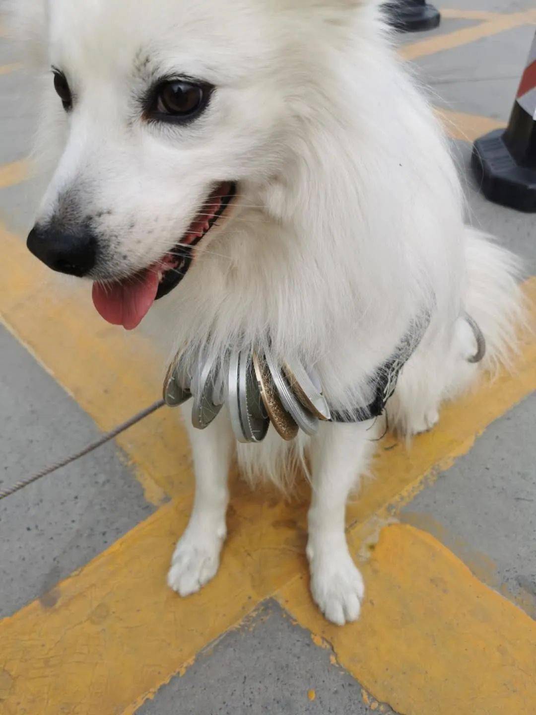 情况说明:爱犬名叫"嘟嘟",白色银狐犬,公狗,4岁半,约21斤重.