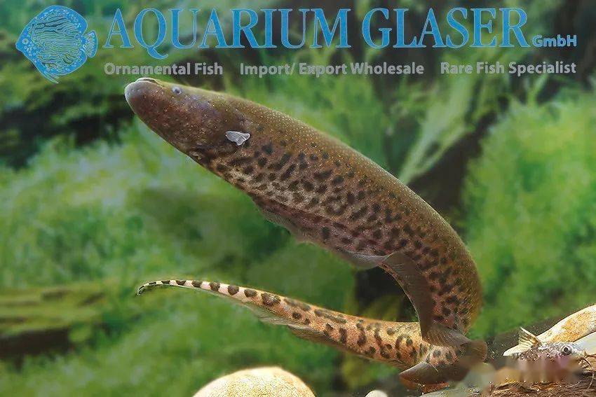 每天认识一种南美鱼