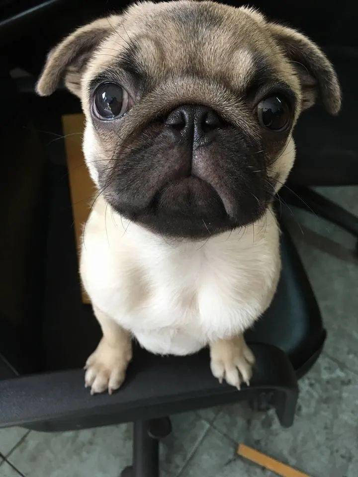 小狗狗们那直击灵魂的凝视心都要被萌化了