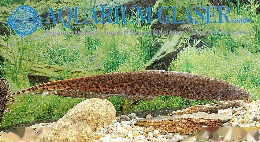 每天认识一种南美鱼|(103)皇冠虎纹飞刀