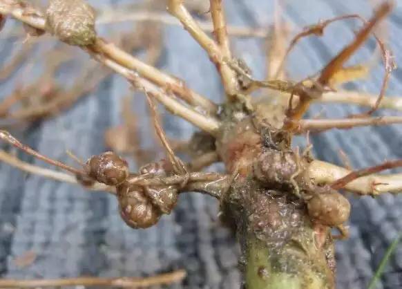 是根线虫还是根肿不要傻傻分不清楚