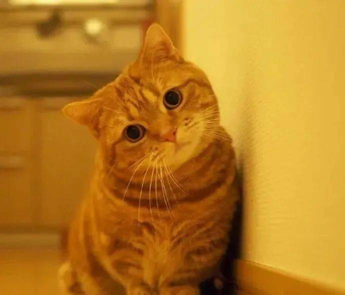 猫咪歪头杀的含义