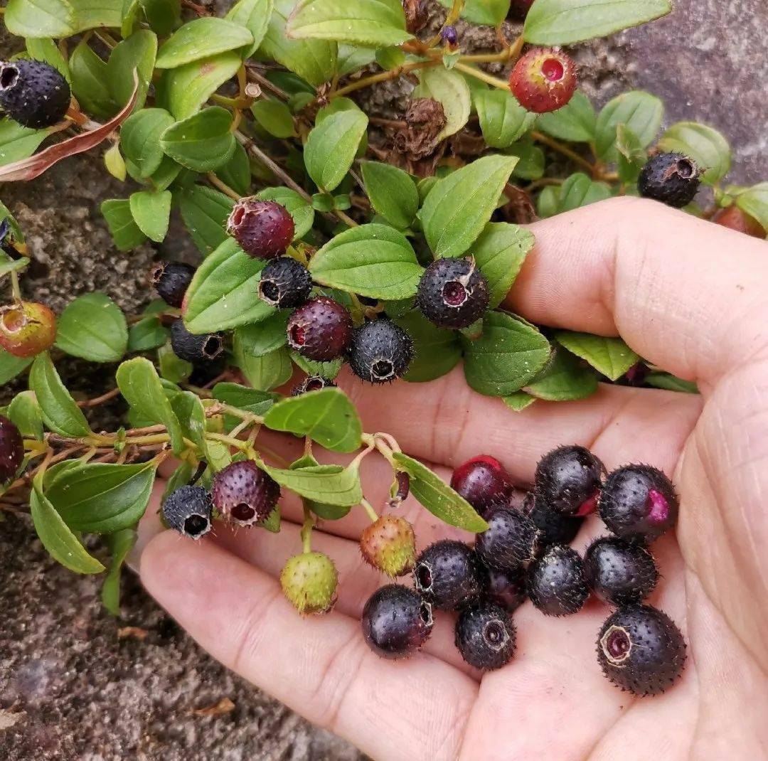 好诱人广昌秋天的野果熟了看看你都吃过吗