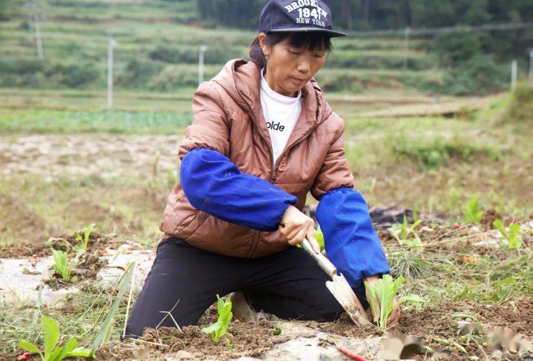 憑一雙勤勞的手,種百畝菜,養百隻雞,供倆孩子上大學……播州這位農村