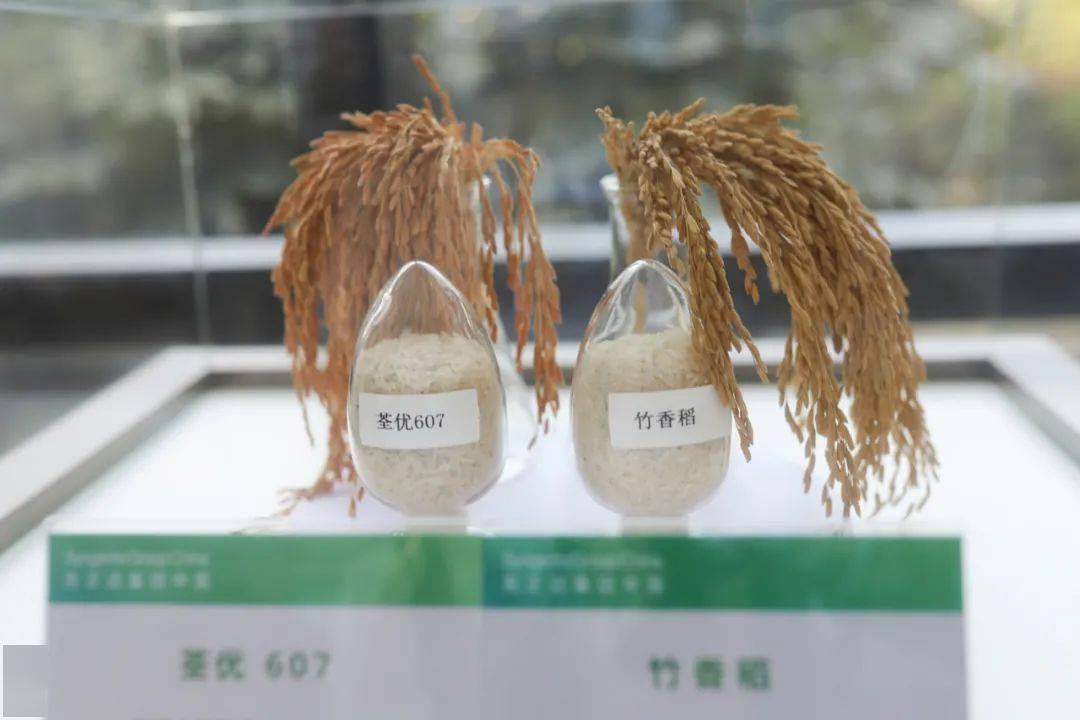 中国种子生命科学技术中心展出了该中心研发的优质稻种.