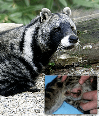 麝香灵猫香海狸香动物那里的味道何以成为欧洲人心头所好