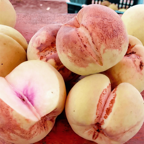 采摘正当时快来菏泽这家生态产业园品尝秋天的第一口冬桃比初恋还甜